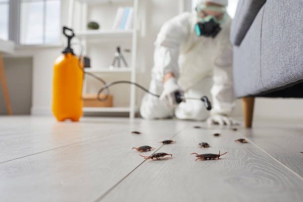 Commercial Kitchen Cockroach Control in Rocky River